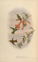 Panychlora russata = Chlorostilbon russatus Panychlora stenura = Chlorostilbon stenurus [2]